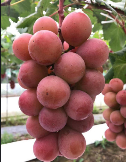 Hier ist der "Nina-Königin" Traubensetzling. Jetzt pflanzen, im August ernten🍇