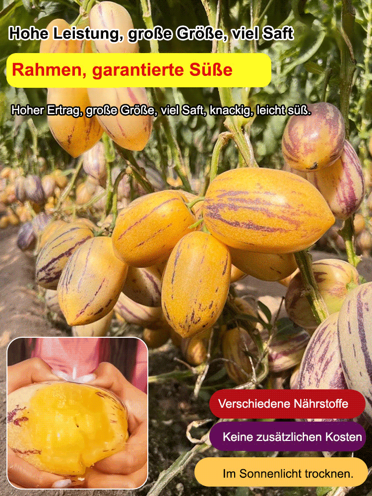 Süße und köstliche Langlebigkeitsfrucht, 99,9 % Frucht