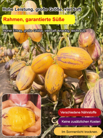 Süße und köstliche Langlebigkeitsfrucht, 99,9 % Frucht