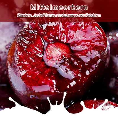 Importierte chilenische Chelsea-Samen🍒