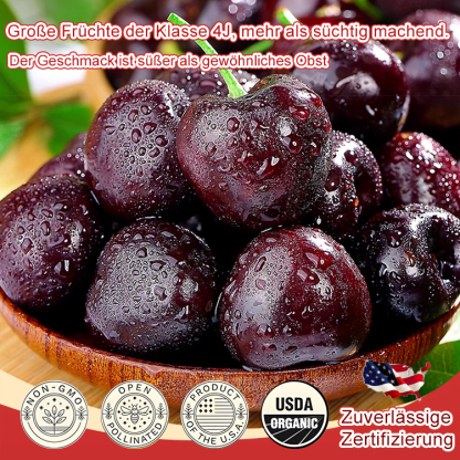 Importierte chilenische Chelsea-Samen🍒