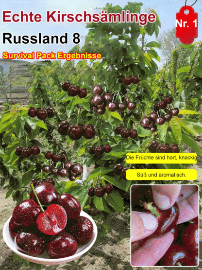 Sadzonka Chelsea Cherry,95 % Überlebensrate🍒🍒🍒