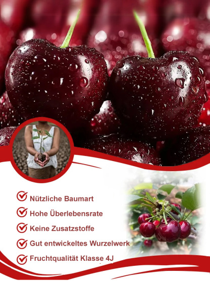 Hochwertige Kirschkerne, Früchte in drei Monaten, leicht anzubauen, Dünne Haut, dickes Fleisch, süß und lecker.