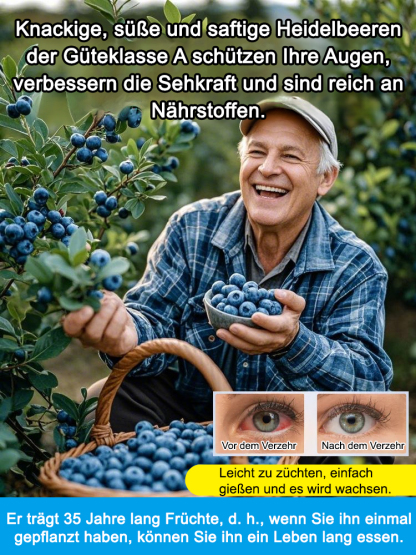 Leicht zu züchtende Heidelbeersamen mit hohem Ertrag🫐🫐🫐
