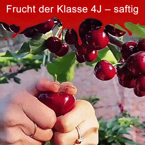 Importierte chilenische Chelsea-Samen🍒