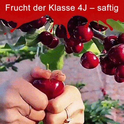 Importierte chilenische Chelsea-Samen🍒