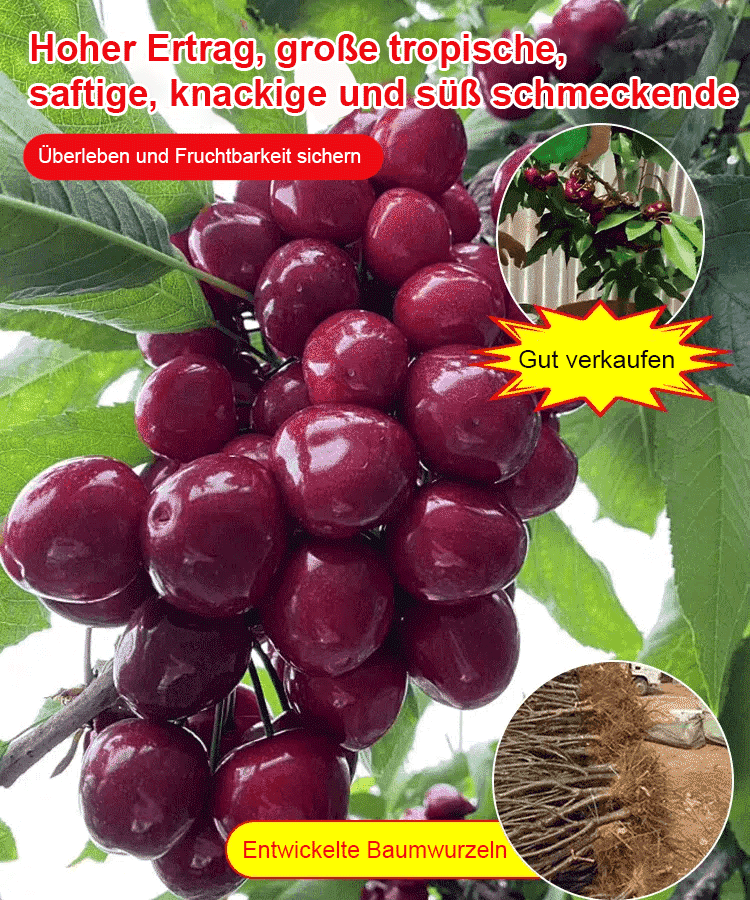 🌟Von Ernährungswissenschaftlern empfohlen🍒Süße und köstliche Kirschen🍒Groß, prall, saftig🤩