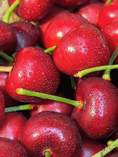 Hochwertige Kirschkerne, Früchte in drei Monaten, leicht anzubauen, Dünne Haut, dickes Fleisch, süß und lecker.