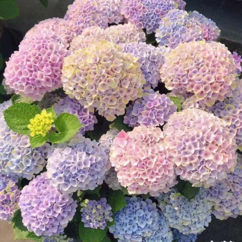 🌈Mix Hydrangea - Beautiful and Hardy Perennial Flowers for Your Garden