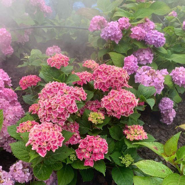 🌈Mix Hydrangea - Beautiful and Hardy Perennial Flowers for Your Garden