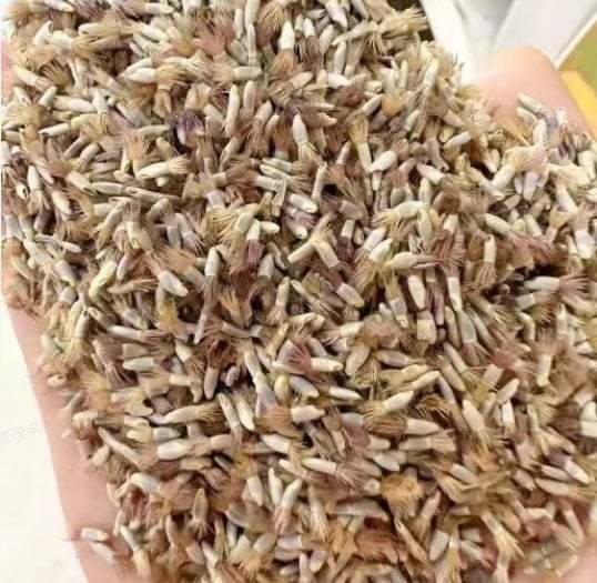 🌱Premium Cornflower Seeds – The "Unstoppable" Wildflower That Grows Anywhere