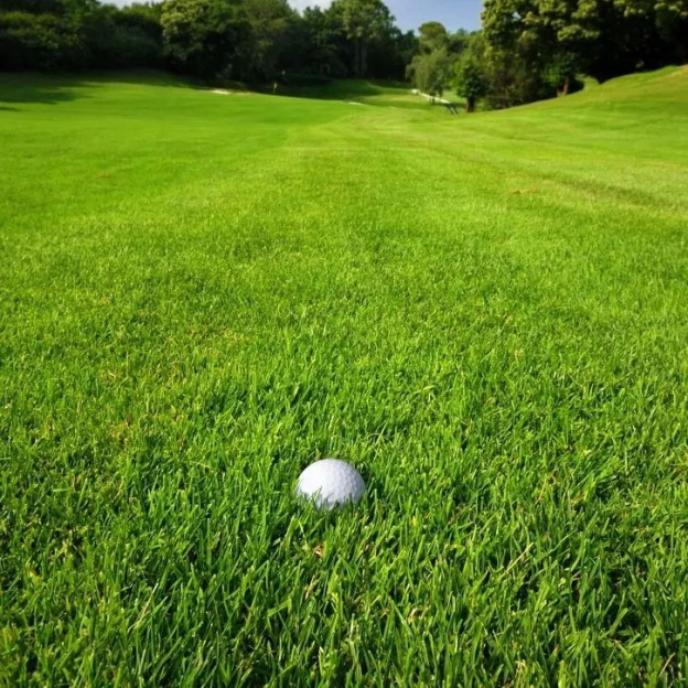 🌱 Evergreen dwarf grass seed for four seasons | Create your perfect lawn here