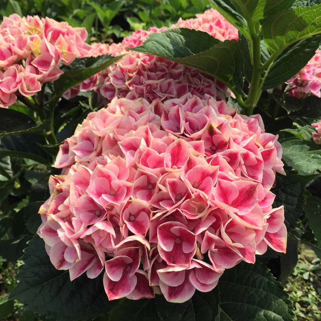 🌈Mix Hydrangea - Beautiful and Hardy Perennial Flowers for Your Garden