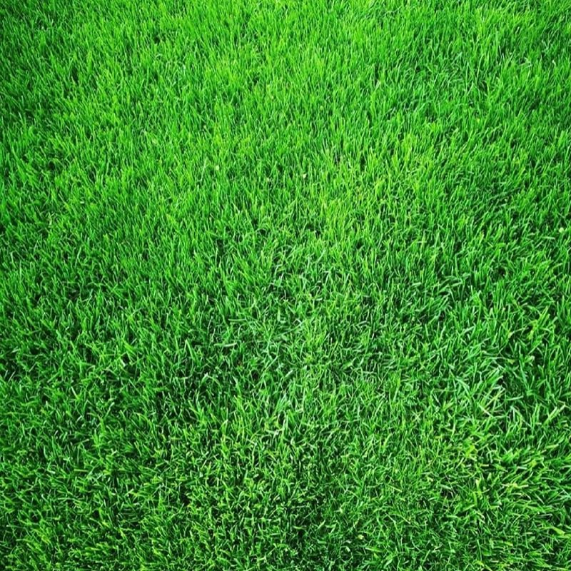 🌱 Evergreen dwarf grass seed for four seasons | Create your perfect lawn here