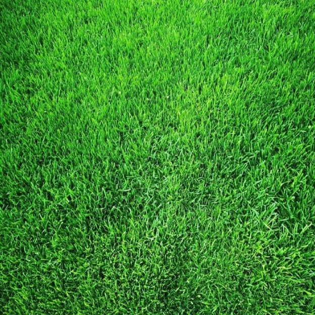🌱 Evergreen dwarf grass seed for four seasons | Create your perfect lawn here