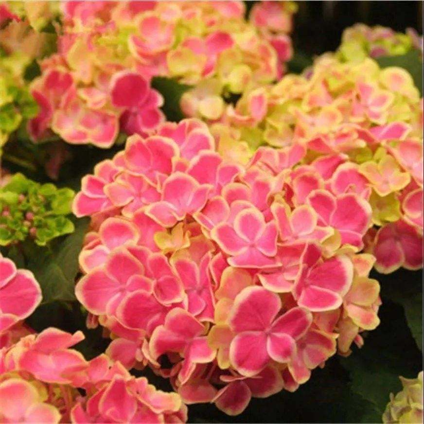 🌈Mix Hydrangea - Beautiful and Hardy Perennial Flowers for Your Garden