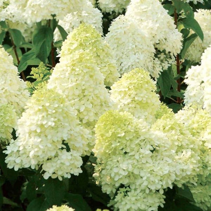 🌈Mix Hydrangea - Beautiful and Hardy Perennial Flowers for Your Garden