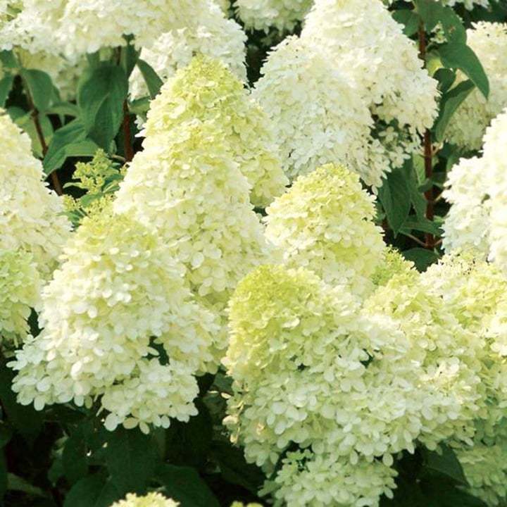 🌈Mix Hydrangea - Beautiful and Hardy Perennial Flowers for Your Garden