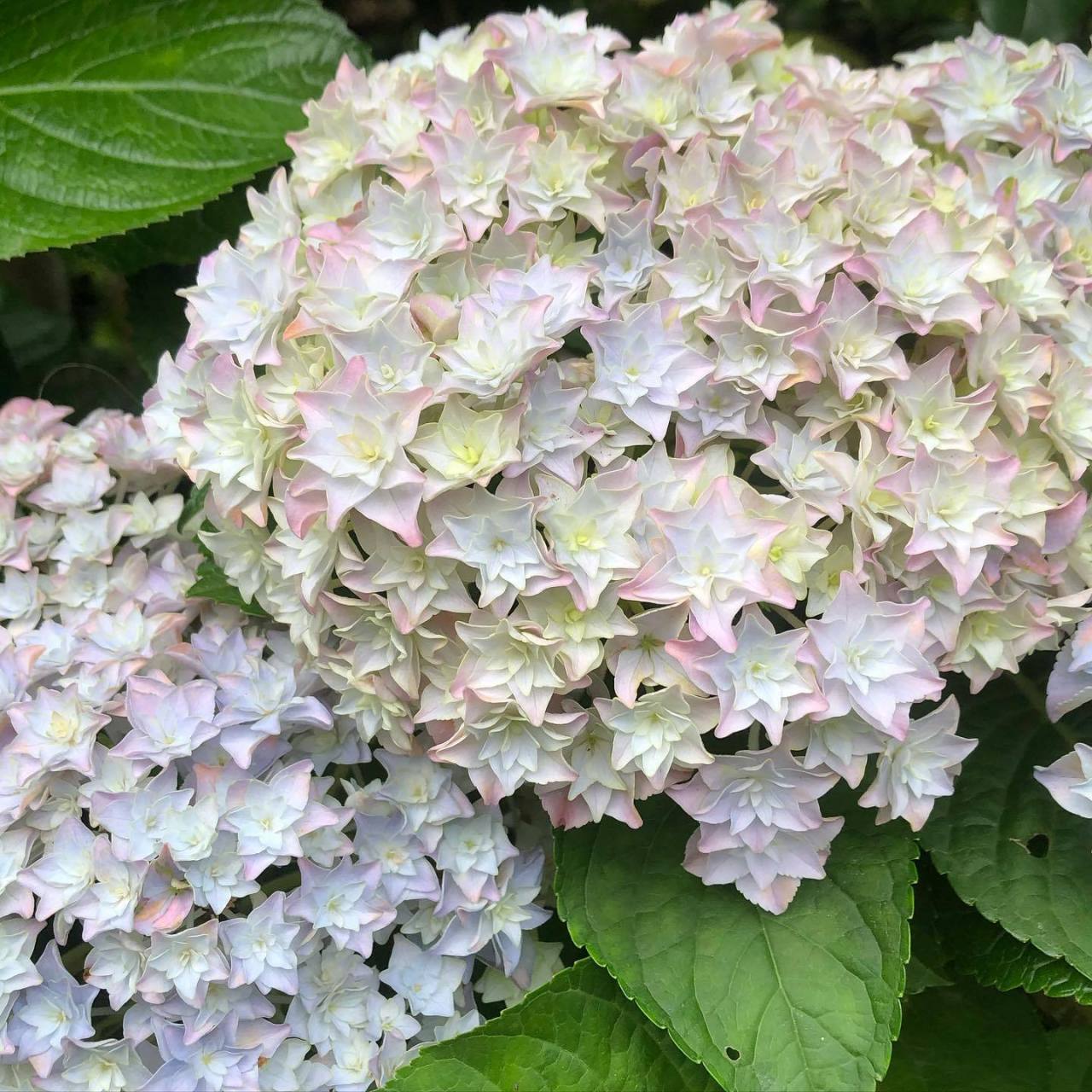 🌈Mix Hydrangea - Beautiful and Hardy Perennial Flowers for Your Garden
