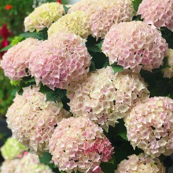 🌈Mix Hydrangea - Beautiful and Hardy Perennial Flowers for Your Garden