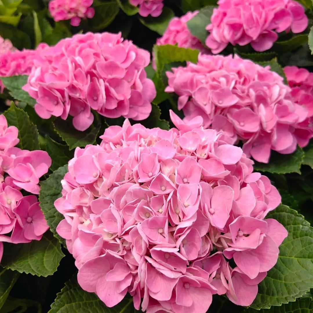 🌈Mix Hydrangea - Beautiful and Hardy Perennial Flowers for Your Garden