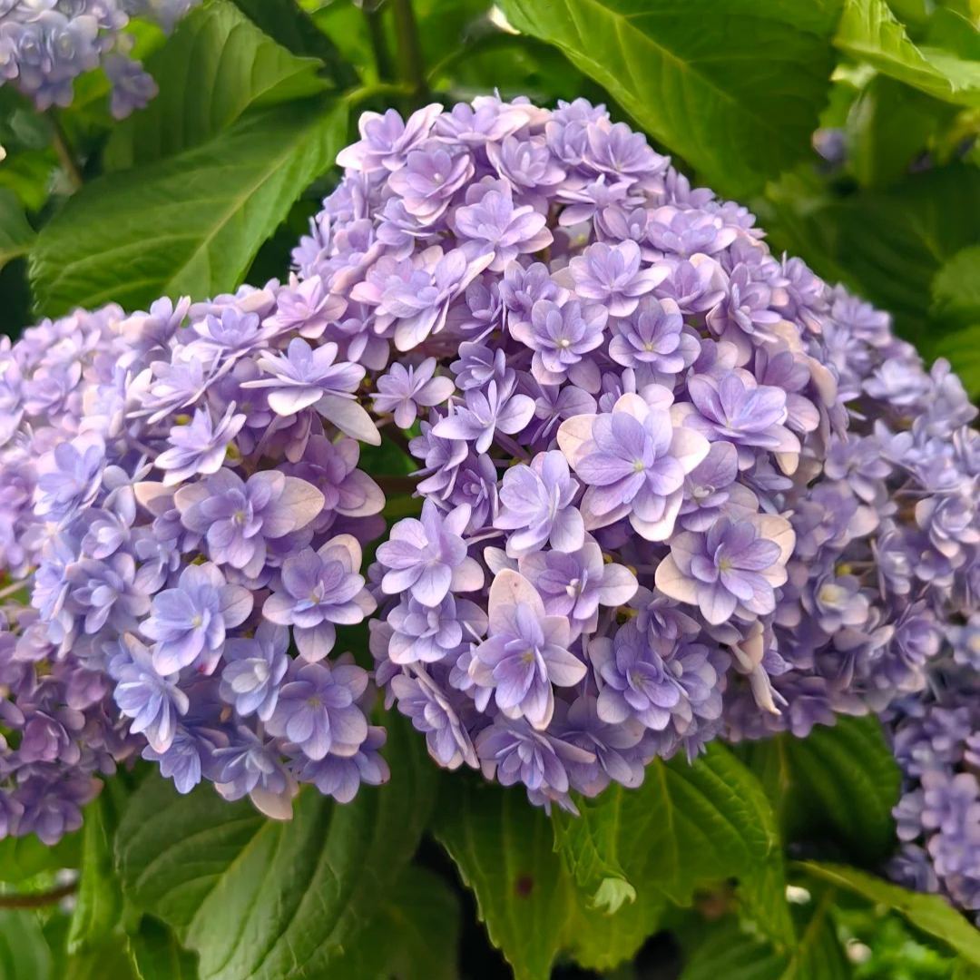 🌈Mix Hydrangea - Beautiful and Hardy Perennial Flowers for Your Garden