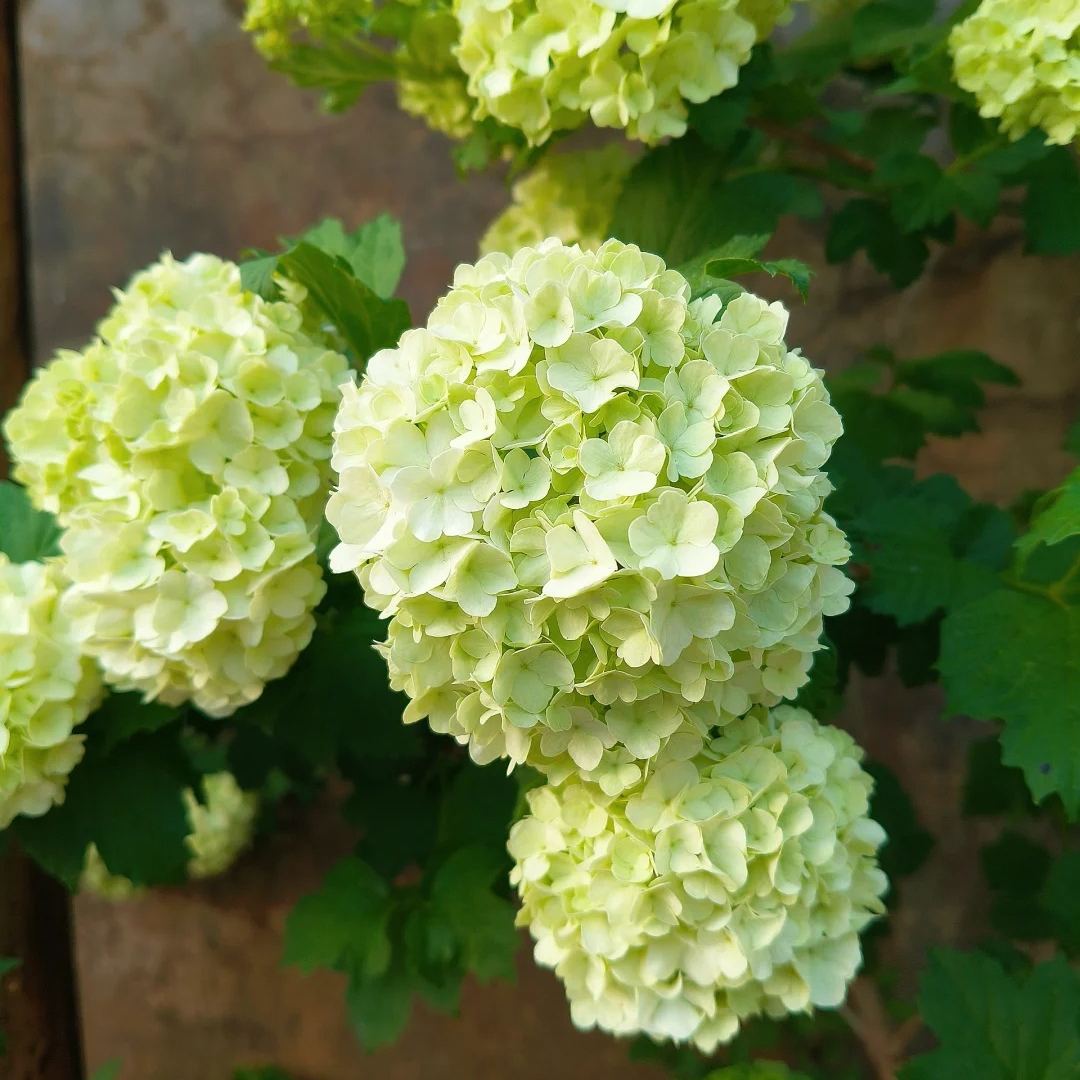 🌈Mix Hydrangea - Beautiful and Hardy Perennial Flowers for Your Garden