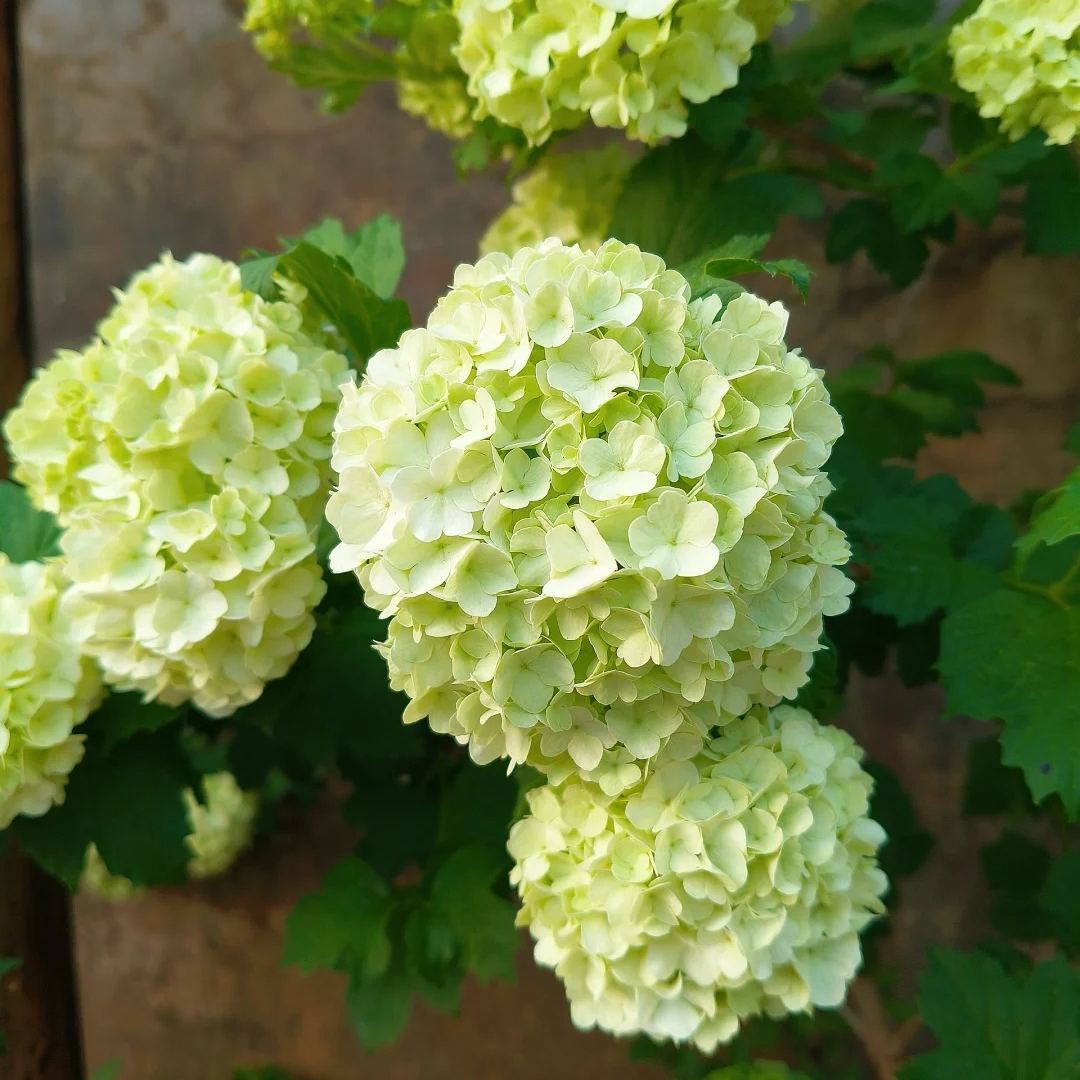 🌈Mix Hydrangea - Beautiful and Hardy Perennial Flowers for Your Garden