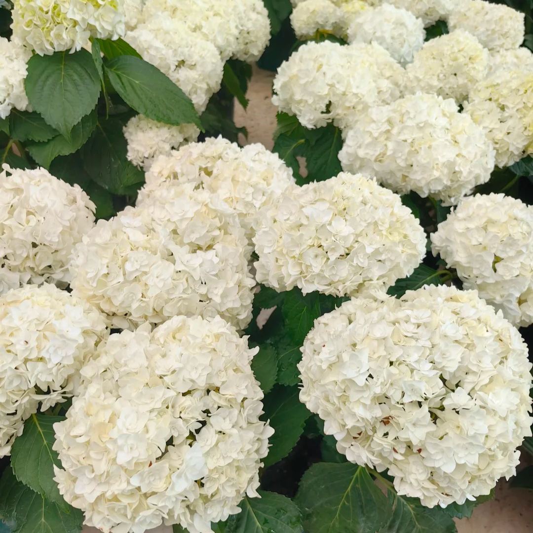 🌈Mix Hydrangea - Beautiful and Hardy Perennial Flowers for Your Garden