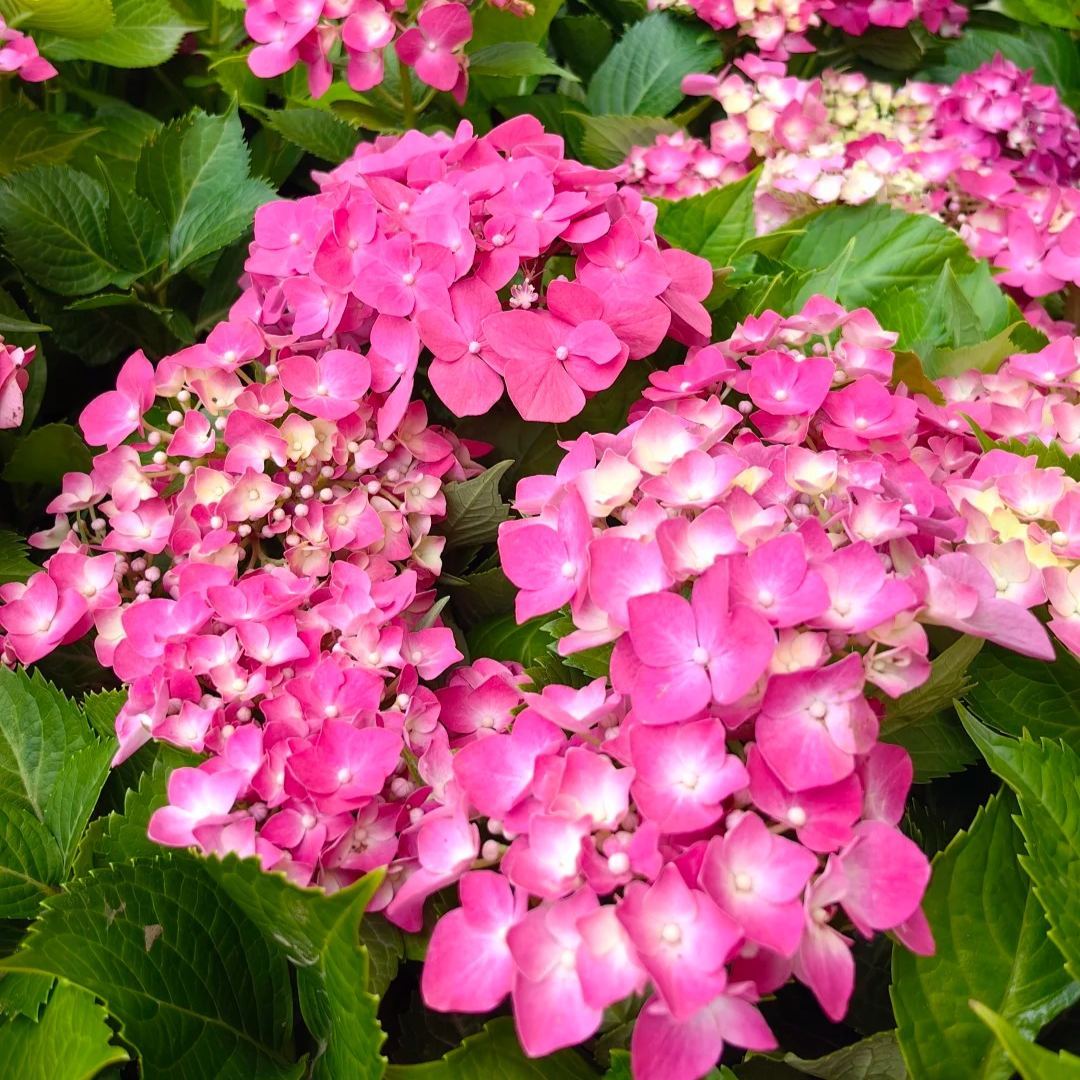 🌈Mix Hydrangea - Beautiful and Hardy Perennial Flowers for Your Garden