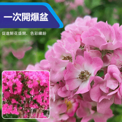 【崔蕾促花】快速開花粉