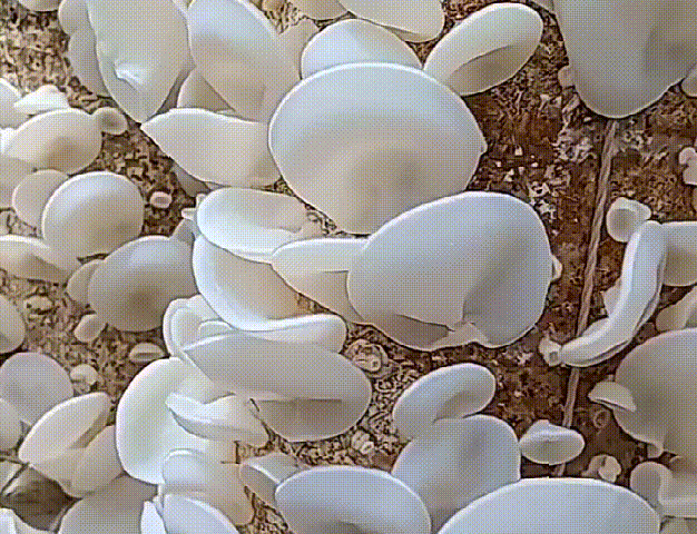 675ed886e07aadab684a92c17b4b7bda.gif