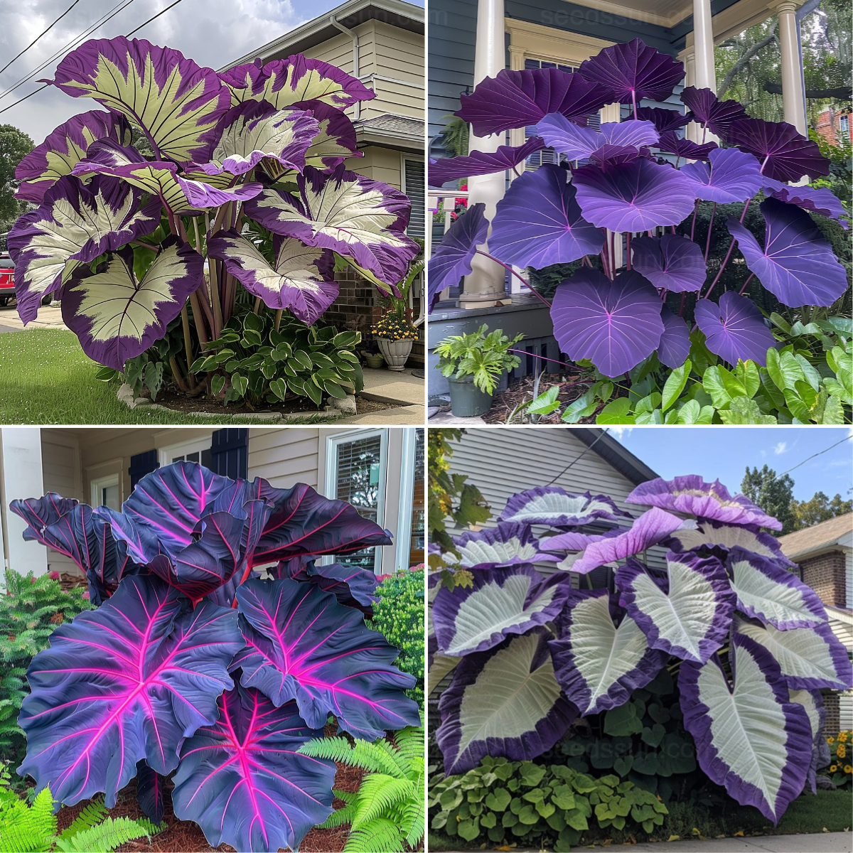 Colorful Giant Caladium Seeds Set
