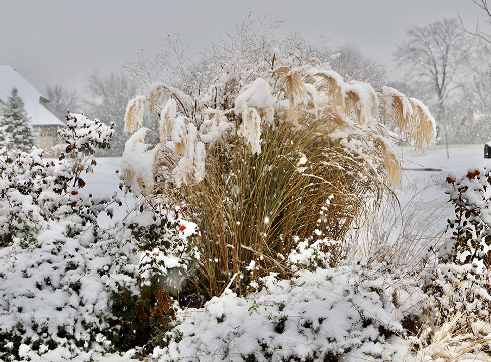 CREATE WINTER STRUCTURE WITH ORNAMENTAL GRASSES - Santa Rosa Gardens