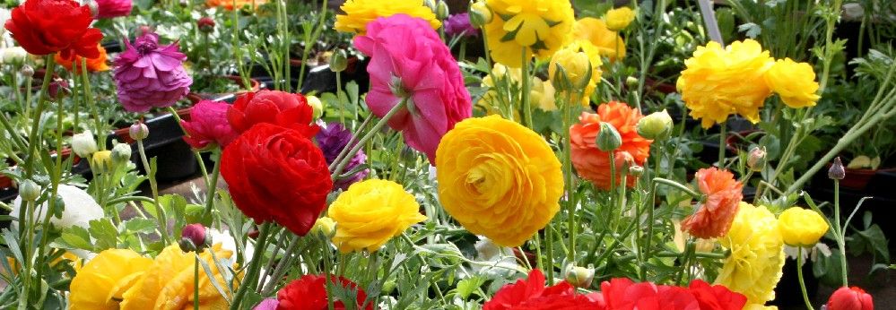 Ranunkeln gie&szlig;en, pflegen und z&uuml;chten | toom Baumarkt