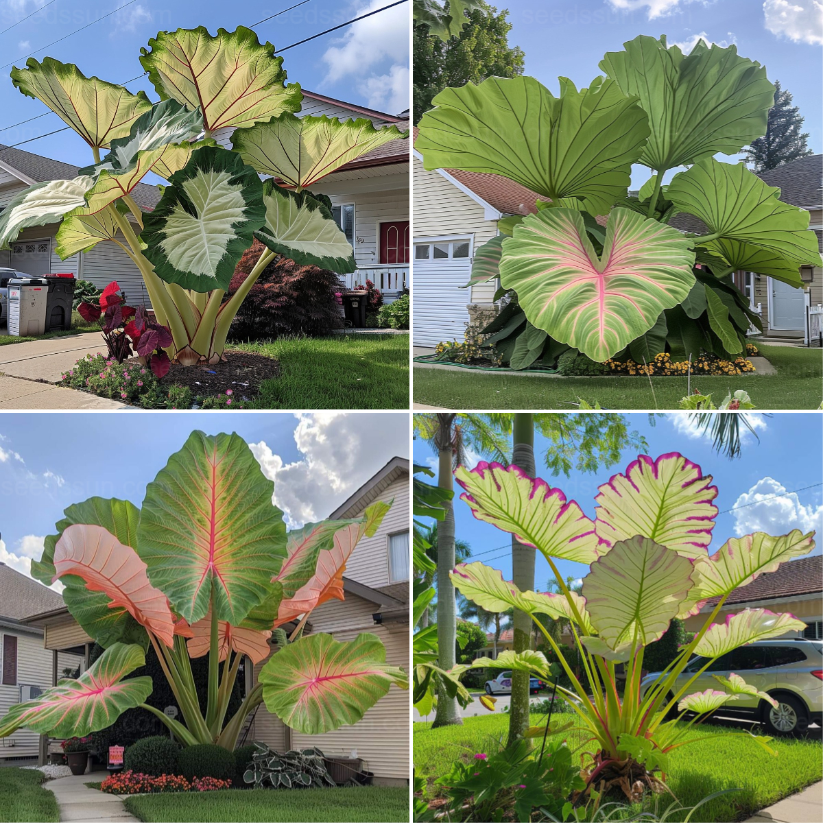 Colorful Giant Caladium Seeds Set