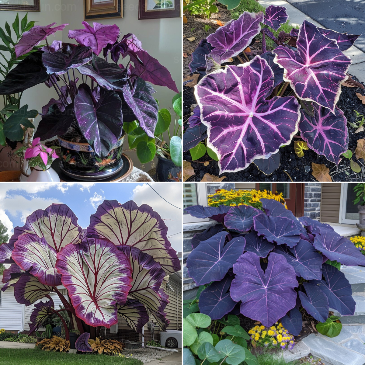 Colorful Giant Caladium Seeds Set