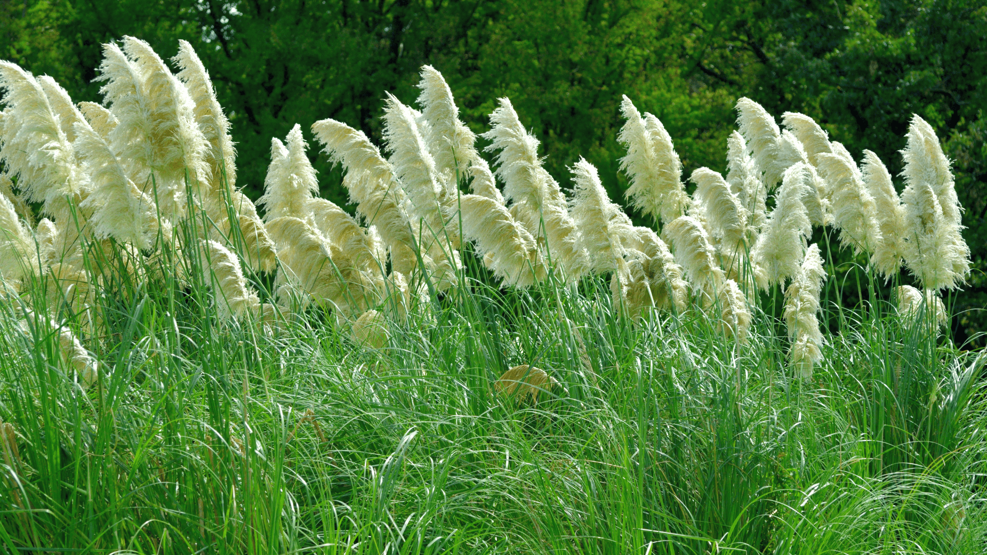 Pampas Grass Care - Gardening Express Knowledge Hub