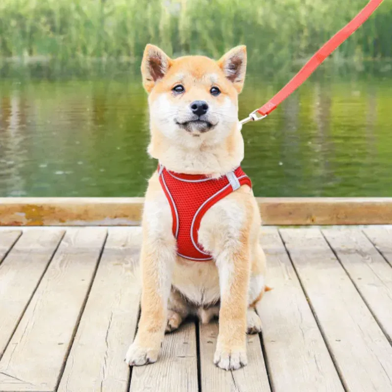 Pettorina per animali domestici