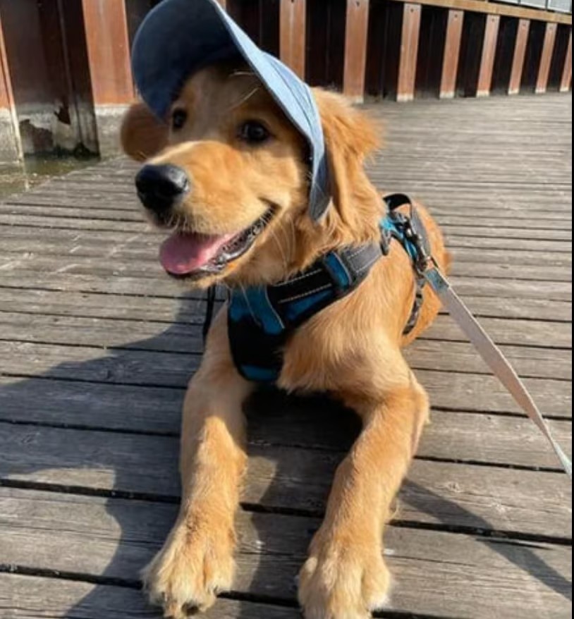 🔥Outdoor-Sonnenschutzhaube für Hunde🐶