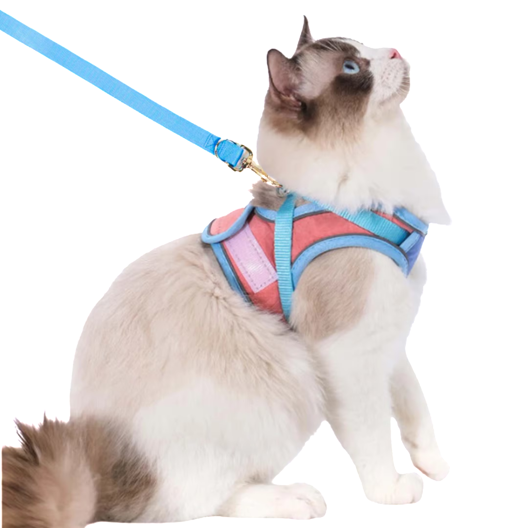 Pettorina e guinzaglio per gatti