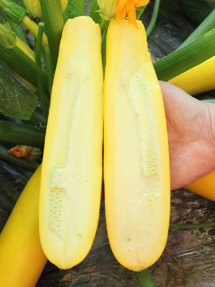 Banana Zucchini - Golden Zucchini🌿Can be planted in all seasons