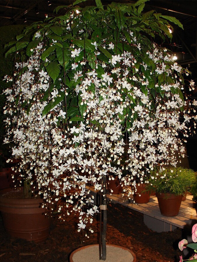 💐You Are My Life-Trailing Jasmine Flowers Seeds