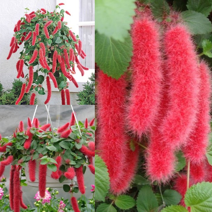 Strawberry Firetails Rare Leaflooms