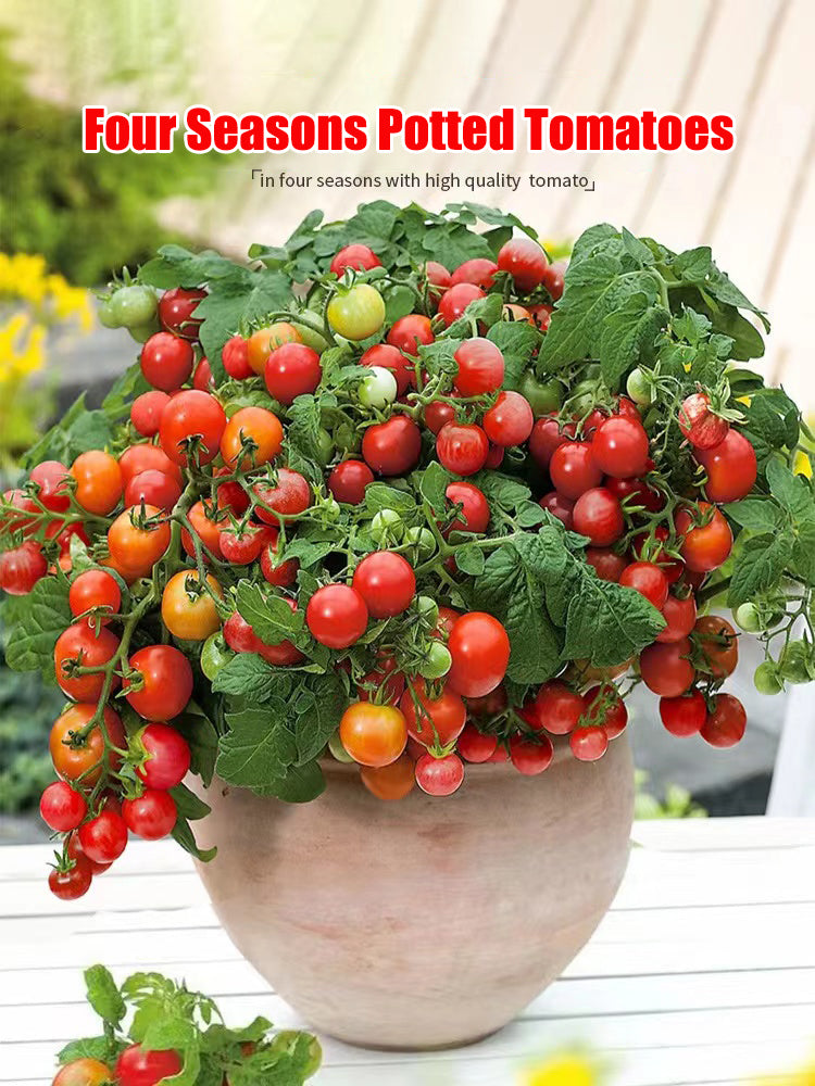 Colorful Dwarf Tomatoes-Four Seasons Potted Plants