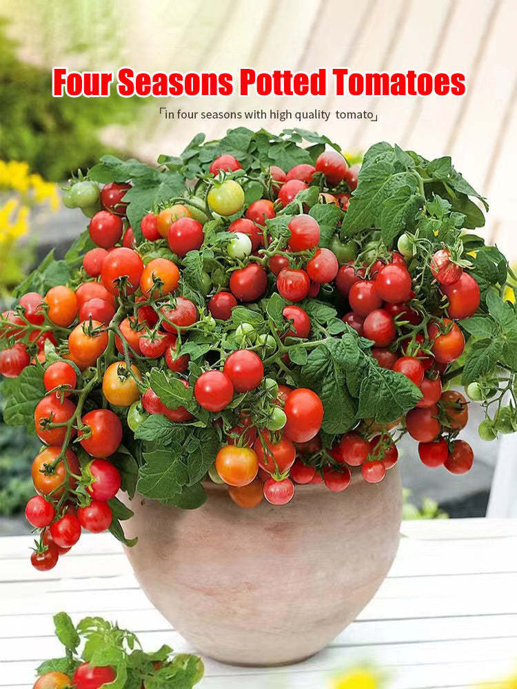 Colorful Dwarf Tomatoes-Four Seasons Potted Plants