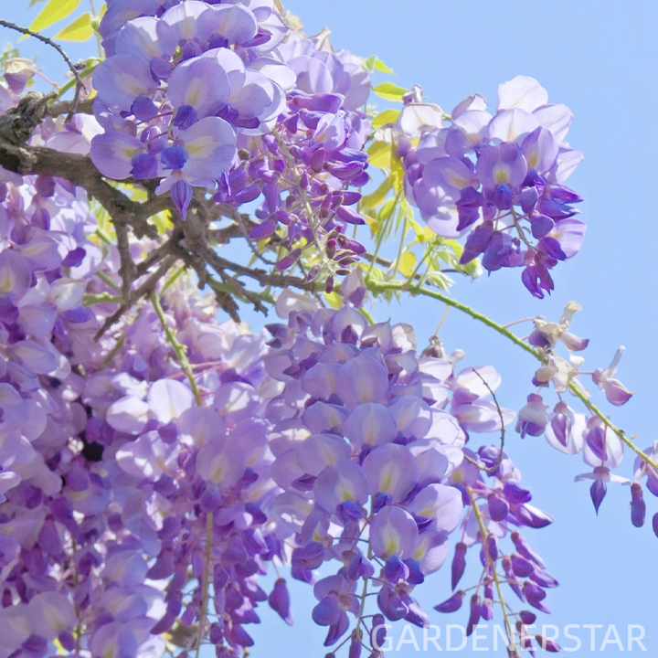 Wisteria Flower Seeds, Purple Elf Blossoms