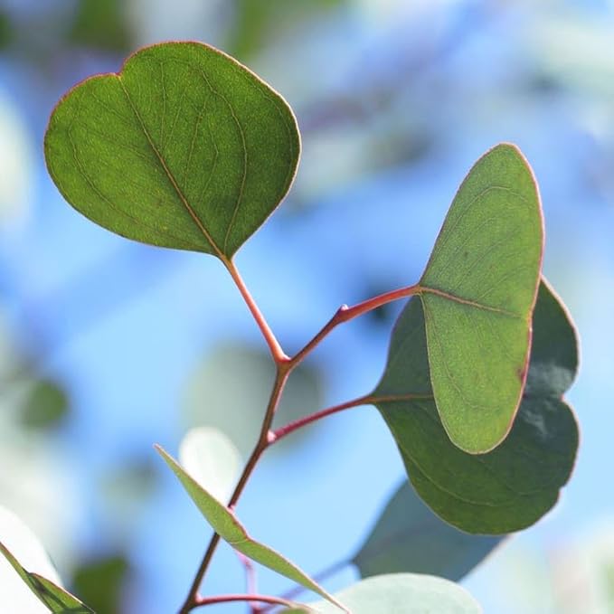 Leaflooms Eucalyptus Seeds | Fast Germination & Easy Growing | Aromatic Fresh Scent for Shower Bundles & Home Décor | Indoor Outdoor Planting | Ideal for Gardens, Balconies, Pots | Eucalyptus Seeds for Beginners