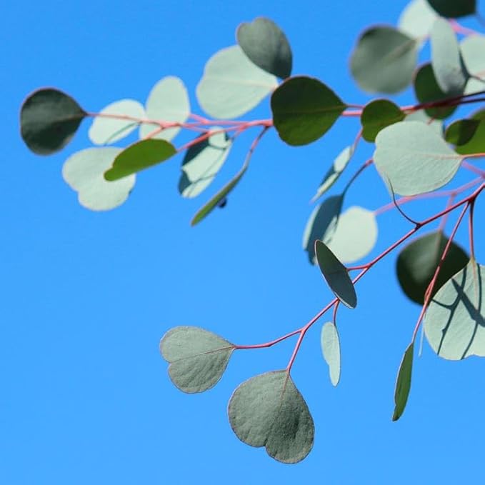 Leaflooms Eucalyptus Seeds | Fast Germination & Easy Growing | Aromatic Fresh Scent for Shower Bundles & Home Décor | Indoor Outdoor Planting | Ideal for Gardens, Balconies, Pots | Eucalyptus Seeds for Beginners