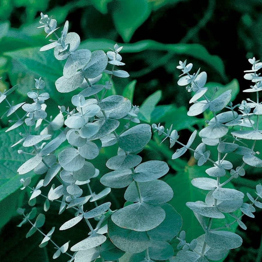 Leaflooms Eucalyptus Seeds | Fast Germination & Easy Growing | Aromatic Fresh Scent for Shower Bundles & Home Décor | Indoor Outdoor Planting | Ideal for Gardens, Balconies, Pots | Eucalyptus Seeds for Beginners